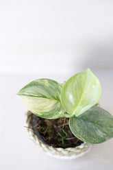 scindapsus jade satin yellow variegata